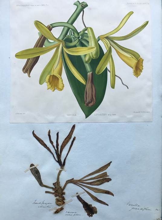 Vanilla pompona holotype of V. grandiflora, based on Martin s.n. from the French Guiana (K). The illustration by Riocreux from the type specimen of V. lutescens exposed at l’Exposition Universelle de Paris has been added above the specimen. 