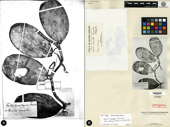 Vanilla pompona photographs of the holotype of V. hamata Klotzsch lost in Berlin. 