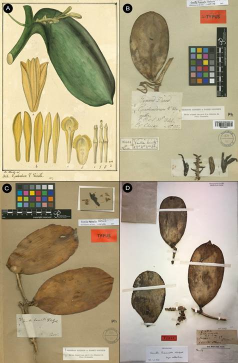 Vanilla pompona material most likely the same collection as the type of V. hamata but not cited by the author.