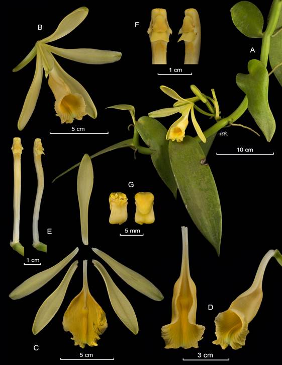 LCDP of Vanilla pompona. 