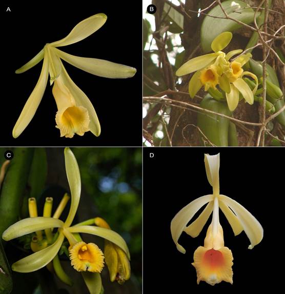 Vanilla pompona different flowering specimens showing variations across its geographical range. 