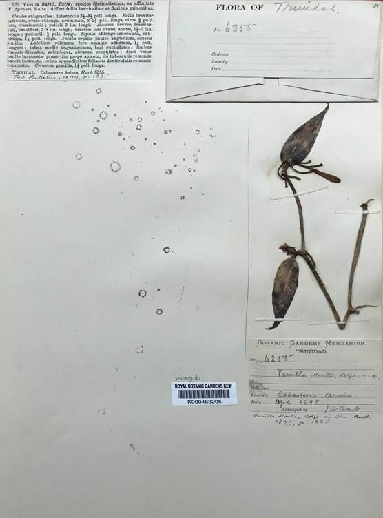 Holotype of Vanilla hartii Rolfe, J.H. Hart 6355 (K-000463205). 