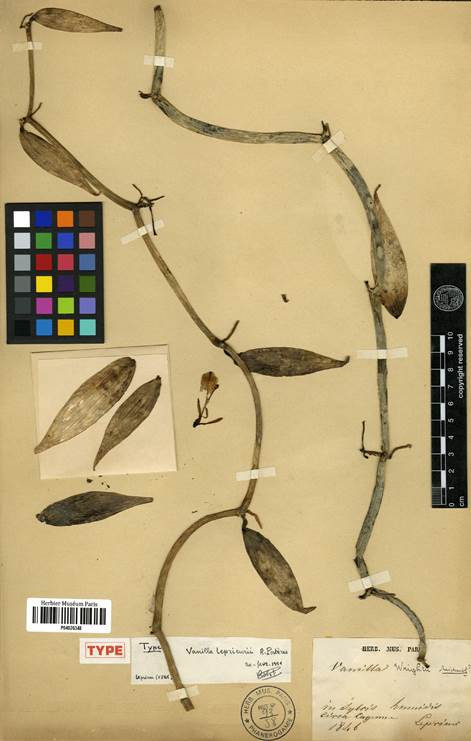 Vanilla hartii, holotype of Vanilla leprieurii Portères, Leprieur s.n. (P-04026348) © copyright of the Muséum national d’histoire naturelle, Paris.