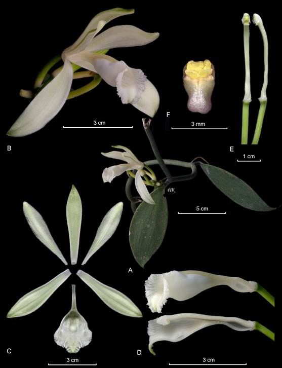 Lankester Composite Dissection Plate (LCDP) of Vanilla hartii. 