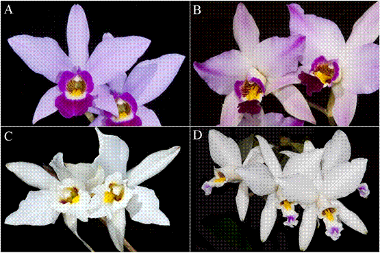 A. Laelia anceps type. B. Laelia dawsonii f. chilapensis. C. Laelia dawsonii f. dawsonii cultivated by locals in Jalisco. D. Laelia dawsonii f. dawsonii &ldquo;var. sanderiana&rdquo;.