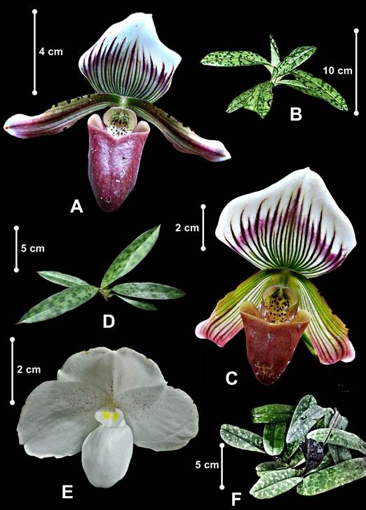 Examined species of Paphiopedilum from Peninsular Malaysia.