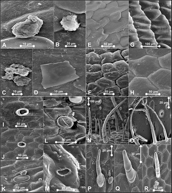 SEM observations of epicuticular waxes (A-D), epicuticular ornamentation (E-H), stomata (I-M) and trichomes (N-R) on floral parts of Paphiopedilum barbatum.