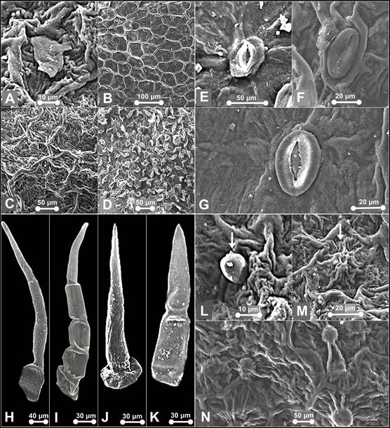 SEM observations of epicuticular waxes (A), epicuticular ornamentation (B-D), stomata (E-G), trichomes (H-L) and papillae (M-N) of Paphiopedilum callosum var. sublaeve and P. niveum.