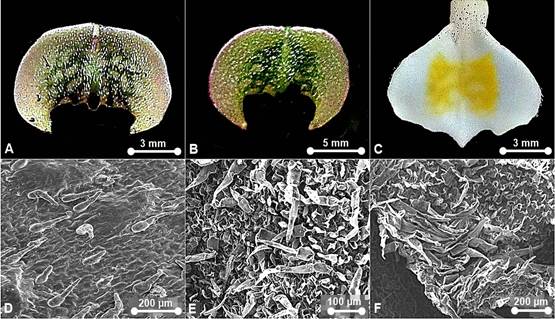 Staminode of Paphiopedilum and the epicuticular surface. 