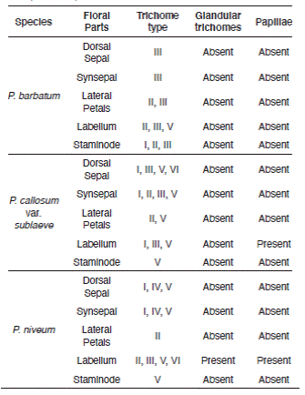 Features and distribution of floral-surface micromorphology characteristics of Paphiopedilum barbatum, P. callosum var. sublaeve and P. niveum (trichome).