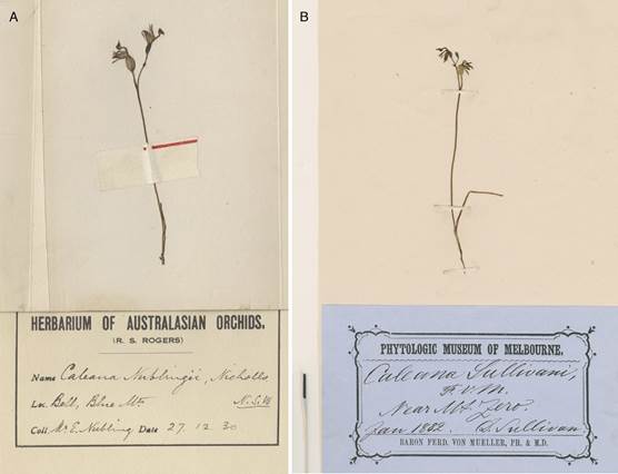 A. Caleana nublingii (= Sullivania nublingii), syntype (AD 966090281). B. Caleya sullivanii (= Sullivania sullivanii), holotype (MEL 39741).