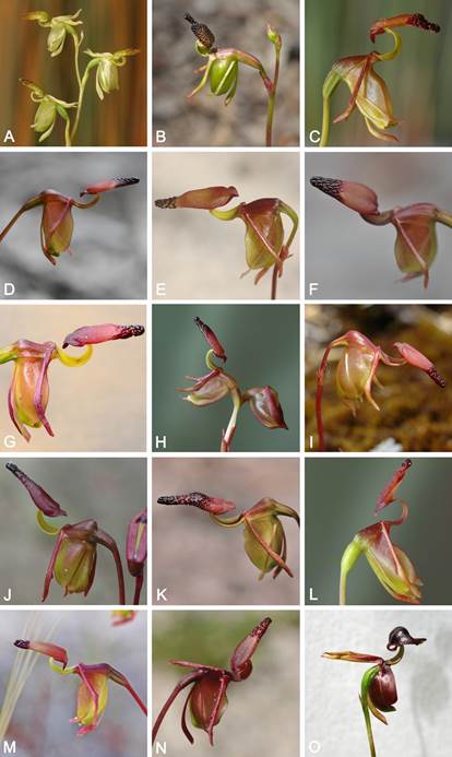 A. Sullivania lyonsii. B. Sullivania minor*. C. Sullivania alcockii. D. Sullivania brockmanii. E. Sullivania dixonii. F. Sullivania disjuncta*. G. Sullivania ferricola. H. Sullivania gracilicordata. I. Sullivania granitica. J. Sullivania hortiorum. K. Sullivania nigrita*. L. Sullivania parvula. M. Sullivania terminalis. N. Sullivania triens. O. Caleana major.