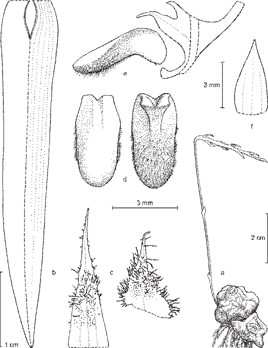 Bulbophyllum sphenoglossum J.J.Verm., Watthana & H.A.Pedersen. 