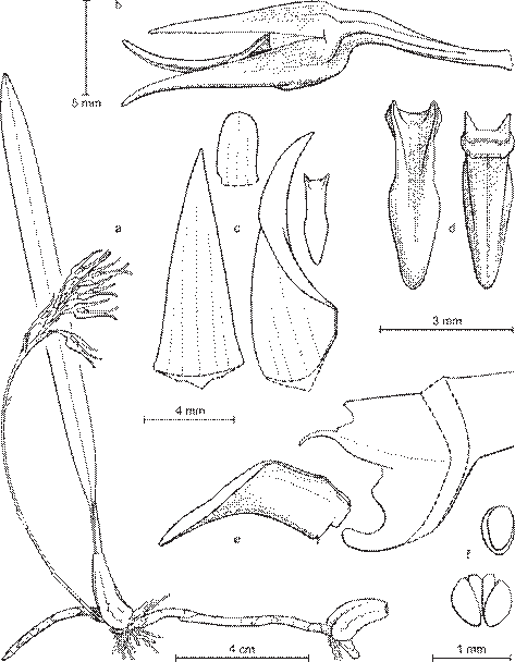 Bulbophyllum trigonanthum J.J.Verm., Watthana & H.A.Pedersen. 