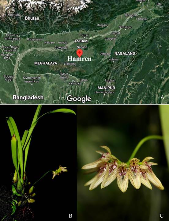 A. Distribution map of Bulbophyllum karbianglongensis. B. Habit of Bulbophyllum karbianglongensis. C. Bulbophyllum karbianglongensis inflorescence.
