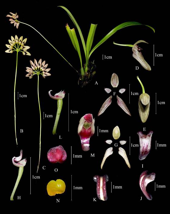 Bulbophyllum karbianglongensis.