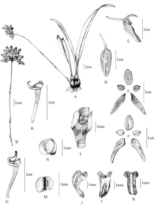 Bulbophyllum karbianglongensis