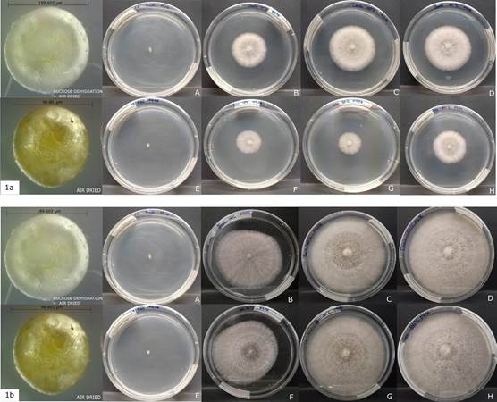 Viability of the fungi after 96 weeks of storage at different temperatures.
