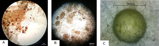 Presence of pelotons in plant roots. 