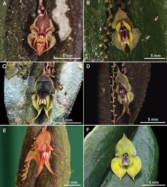 Flower comparison within some species in the informal &ldquo;manabina&rdquo; group. 