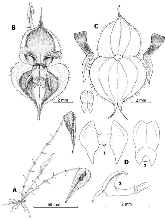 Illustration of Lepanthes farallonensis Haelterman, Gal-Tar. & Zuluaga. 