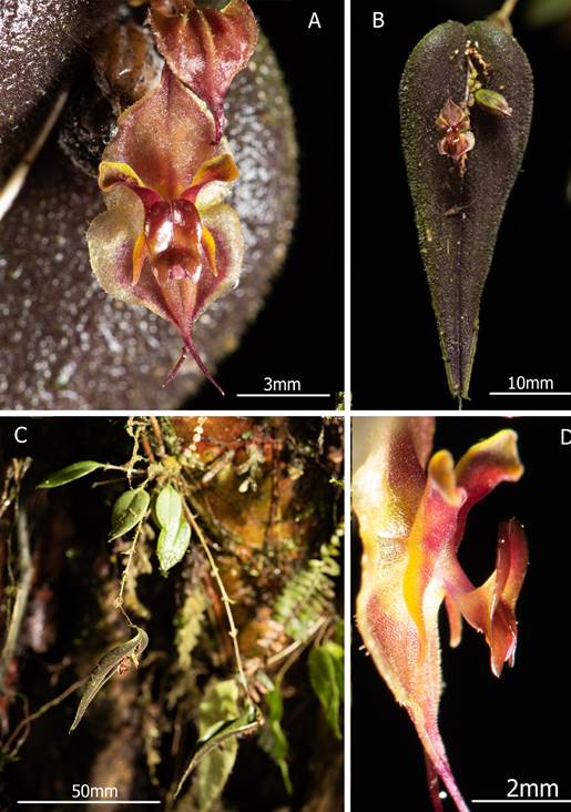 Lepanthes farallonensis Haelterman, Gal-Tar. & Zuluaga. 