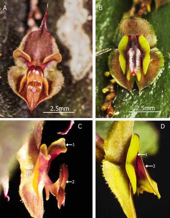 Comparison between Lepanthes farallonensis Haelterman, Gal-Tar. & Zuluaga and Lepanthes smaragdina.