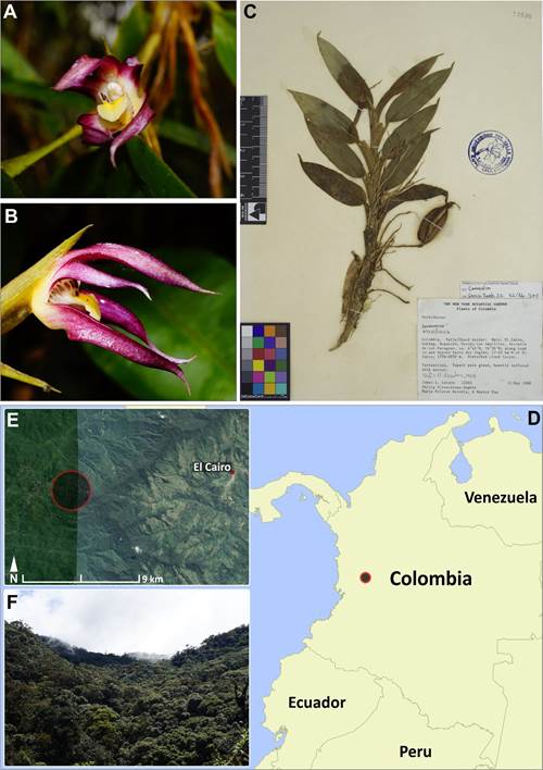 A-B. Flowers of Camaridium antonellii in Frontal and lateral position, respectively. C Pressed plant of C. antonellii bearing a dehiscent fruit (Luteyn 12262 CUVC!). D-E. Type locality of C. antonellii and Lepanthes valerieae (enclosed in the black circle). F. Canopy view of cloud forests in Serrania del Paraguas (type locality).