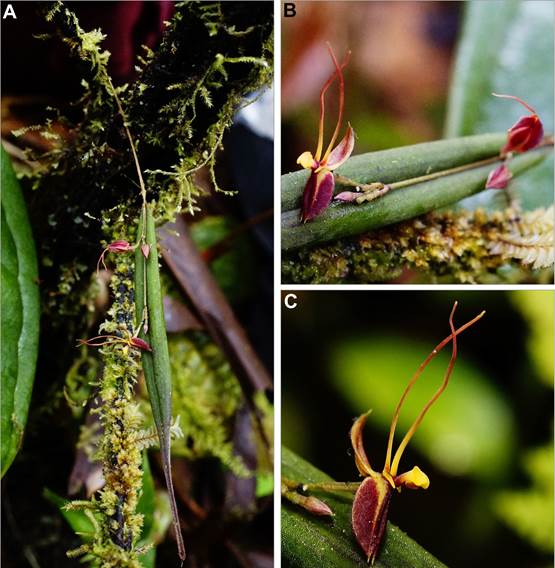 Lepanthes valerieae.
