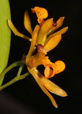 Rusbyella aurantiaca G.Gerlach & T.Kramer, as Cyrtochilum aurantiacum (G.Gerlach & T.Kramer) Dalström.