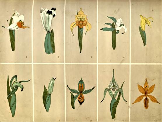 Plate IReiche, 1910.