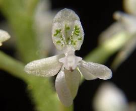 Cranichis micrantha Griseb. =Cranichis candida (Barbosa) Cogn. 