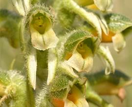 Spiranthes saltensis Griseb. as Pelexia bonariensis (Lindl.) Schltr.