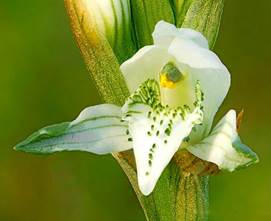 Chloraea chica Speg. ex Kraenzl. 