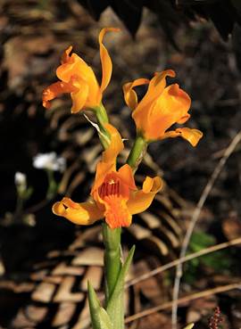 Chloraea hookeriana Speg. ex Kraenzl. As Chloraea alpina Poepp. 