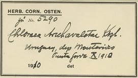 C. Osten’s herbarium label of Chloraea arechavaletae Kraenzl. Harvard University Herbaria.