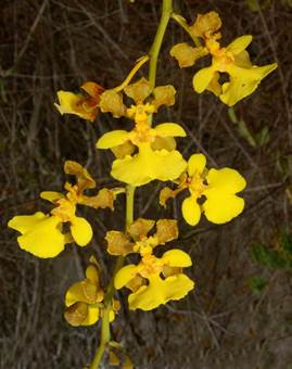 Oncidium ostenianum Schltr. =Trichocentrum cepula (Hoffms.) J.M.H.Shaw. 