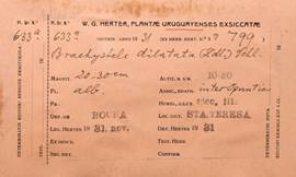 W. Herter’s herbarium label of Brachystele dilatata (Lindl.) Schltr. From his herbarium.