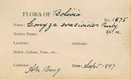 Herbarium label of Coryza evacioides Rusby, with collection date given as Sept. 1897. Kew Herbarium # 000221757.
