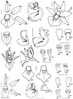 Phymatidium herteri Schltr. as Phymatidium micophyllum var. herteri (Schltr.) Toscano. 