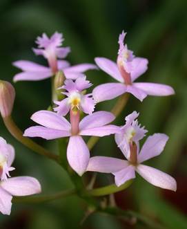 Epidendrum miguelii Schltr. as Epidendrum ibaguense Kunth. 