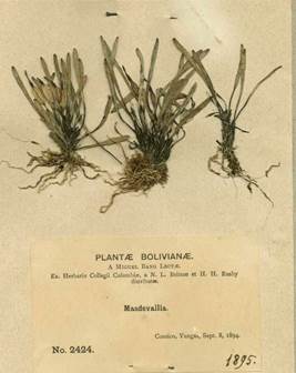 Masdevallia bangii Schltr. #2424 of a collection named Plantae Bolivianae a Miguel Bang lectae. Herbarium of Columbia University. Roy W. Squires.