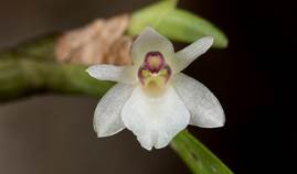 Scaphyglottis boliviana Schltr. as Scaphyglottis graminifolia (Ruiz & Pav.) Poepp. & Endl. 