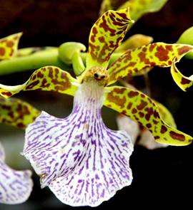 Zygopetalum bolivianum Schltr. as Zygopetalum intermedium Lodd. ex Lindl. 