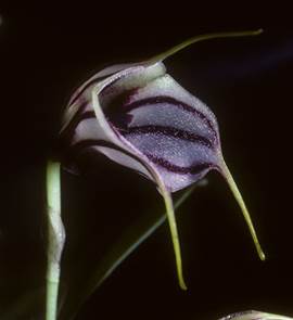 Masdevallia scandens Rolfe. 