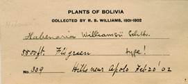 R. S. Williams’ herbarium label. New York Botanical Garden.