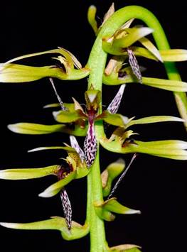 Bulbophyllum bolivianum Schltr. as Bulbophyllum weddelii (Lindl.) Rchb.f. 