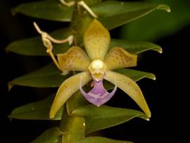 Dichaea longa Schltr.