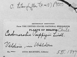 Buchtien herbarium label from Valdivia, Chile, 1897 (Codonorchis poeppigii Lindl.). United States National Herbarium.