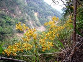 Cyrtopodium buchtienii Schltr. as Cyrtopodium virescens Rchb. f. & Warm. 